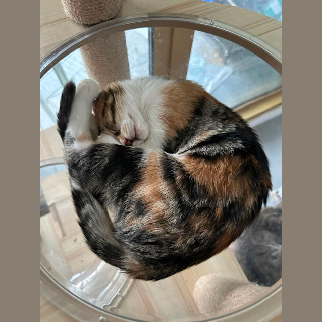 Photo of Olympic Kittens