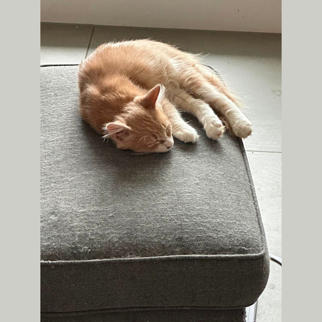 Photo of Olympic Kittens