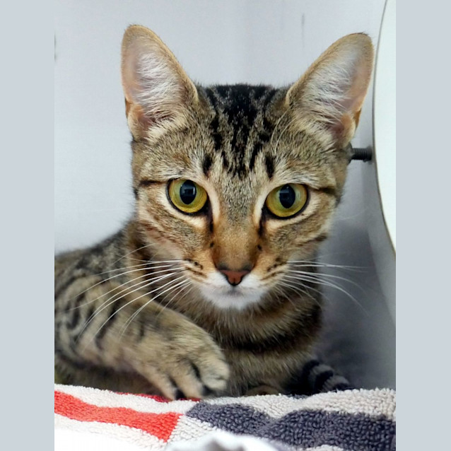 Photo of Potato Cake Sua012405