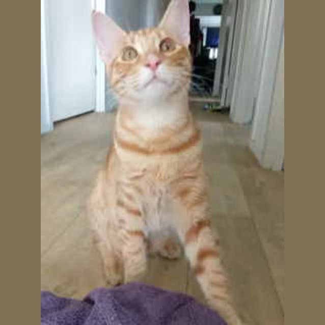 Photo of Gingerale