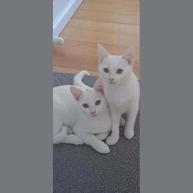 Photo of Adora & Aladdin