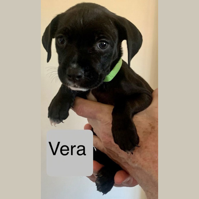 Photo of Vera