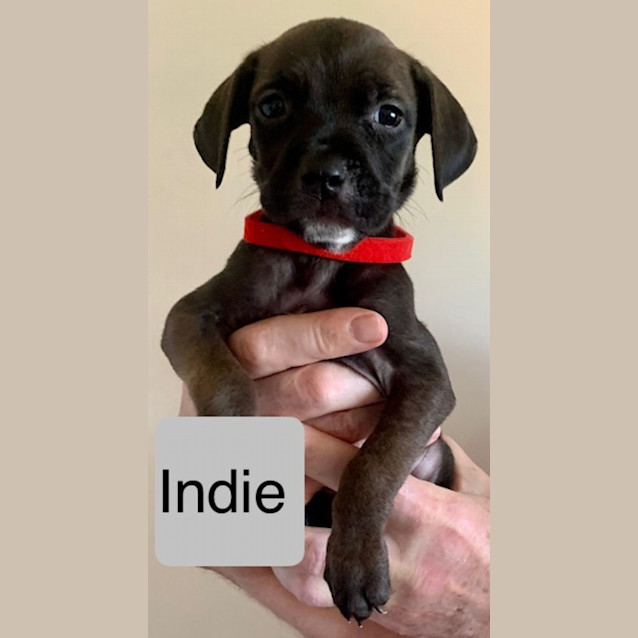 Photo of Indie 