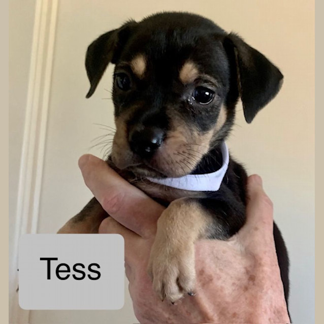 Photo of Tess
