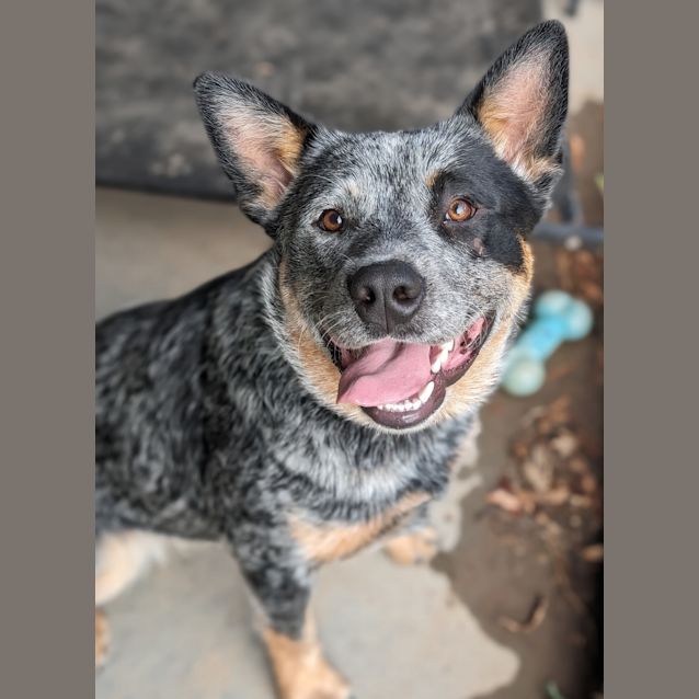 Photo of Bluey