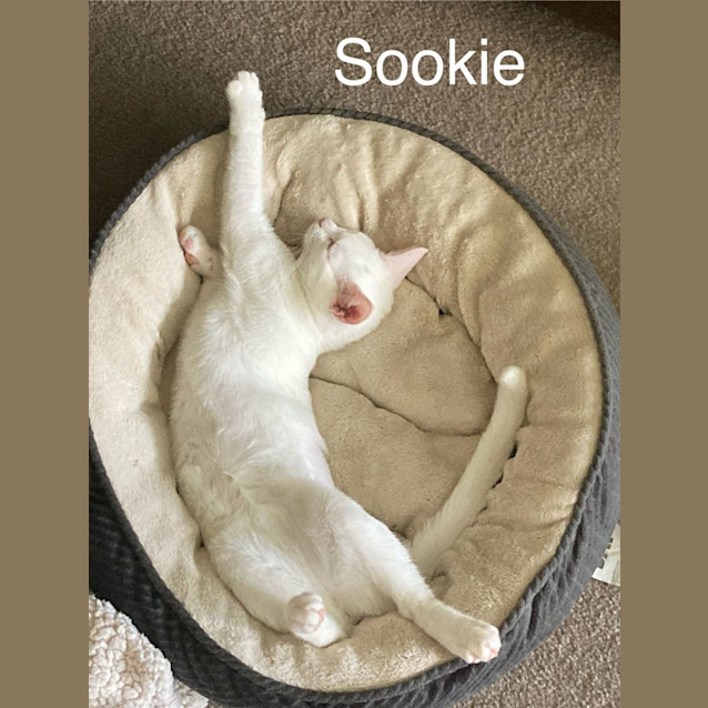 Photo of Sookie & Snow