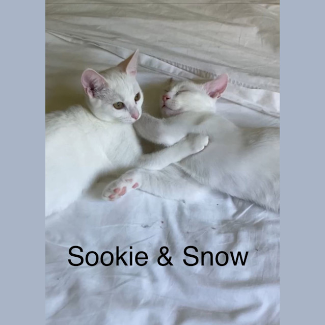 Photo of Sookie & Snow