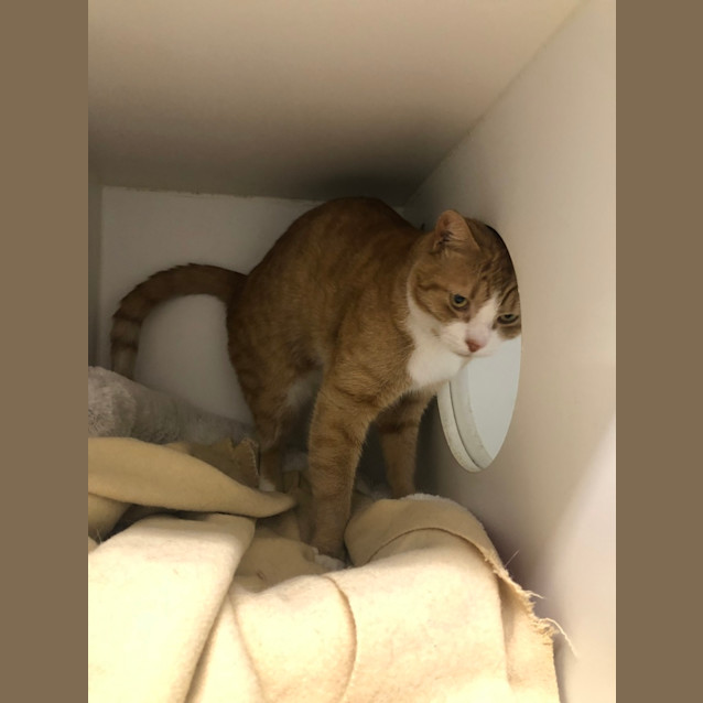 Photo of Ginger