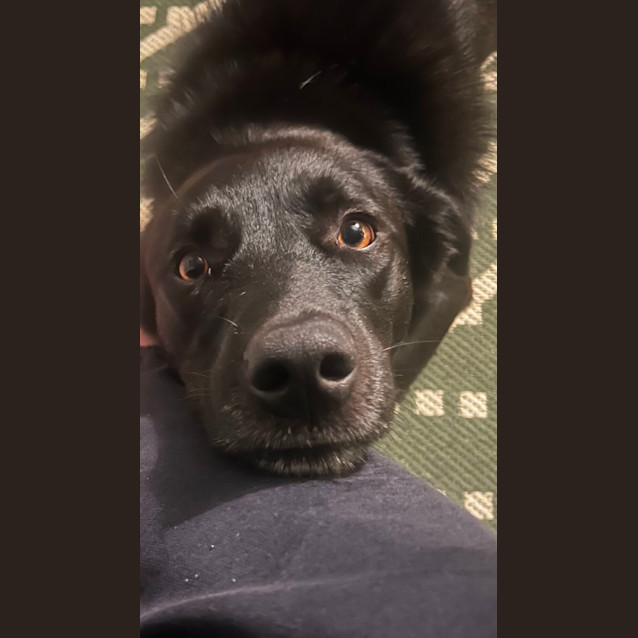 Photo of Budderoo