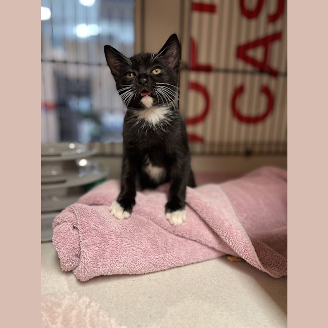 Photo of Socks
