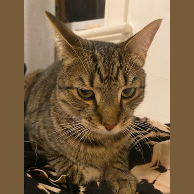 Photo of Herbert
