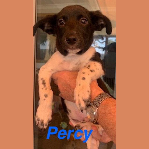 Photo of Percy