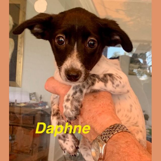Photo of Daphne