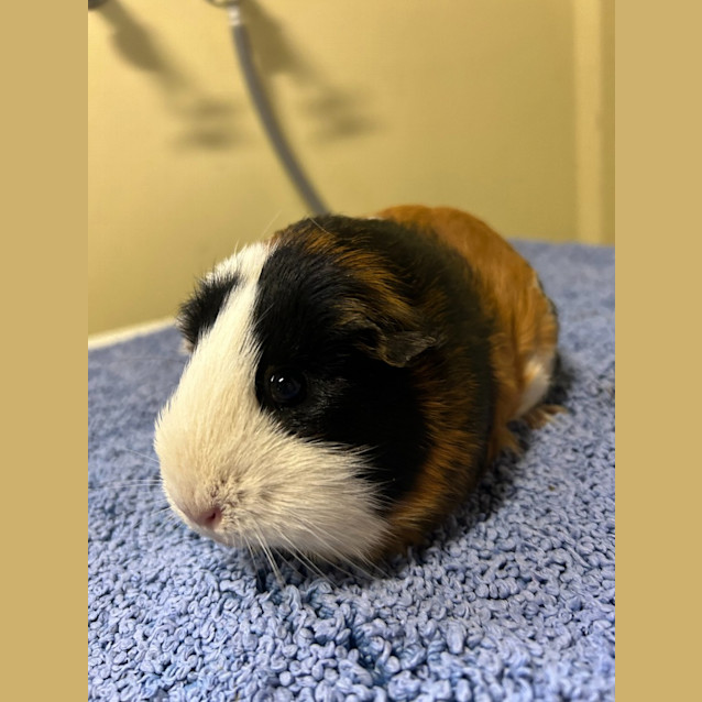 Photo of Tilly Pig