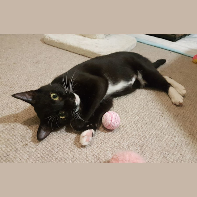 Photo of Misty **2nd Chance Cat Rescue**