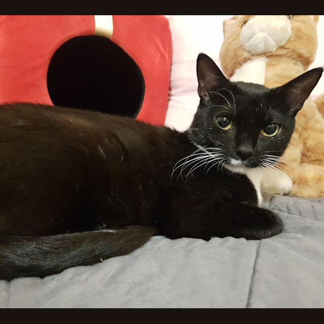 Photo of Misty **2nd Chance Cat Rescue**