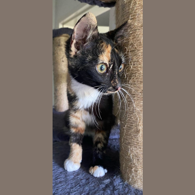 Photo of Olive And Hercules