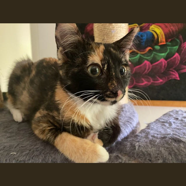 Photo of Olive And Hercules