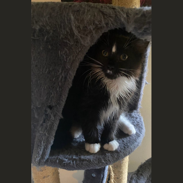 Photo of Olive And Hercules