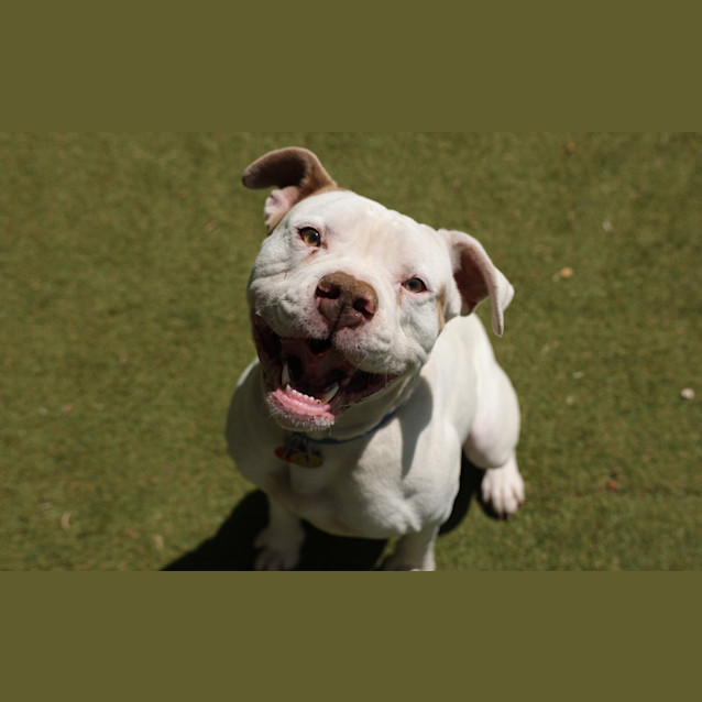Photo of Bluey