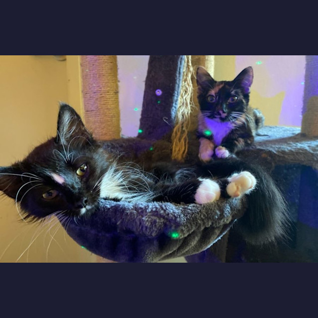 Photo of Olive And Hercules