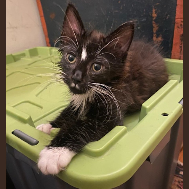 Photo of Olive And Hercules