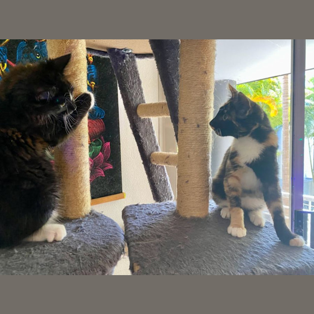 Photo of Olive And Hercules