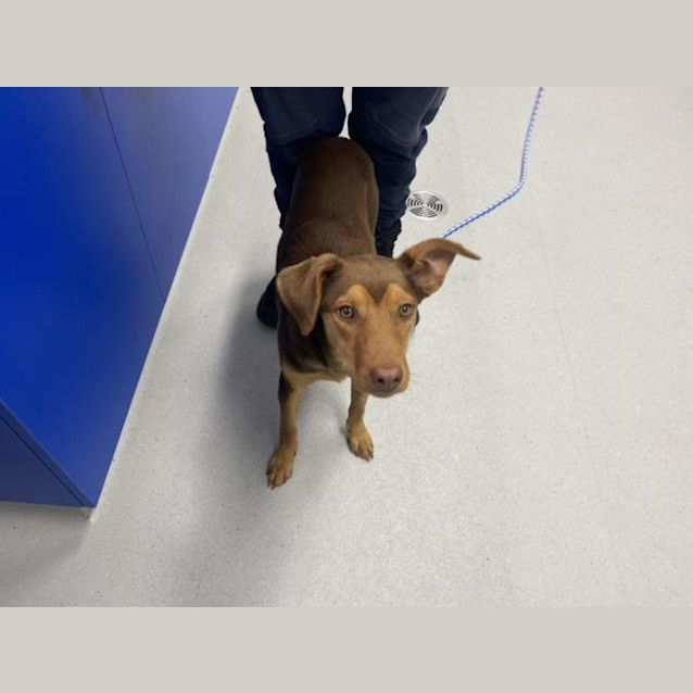 Photo of Hershey Imp 2553