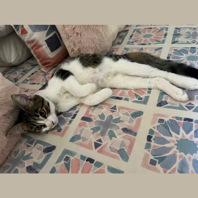 Photo of Holly Meet Me @Petstock Hastings