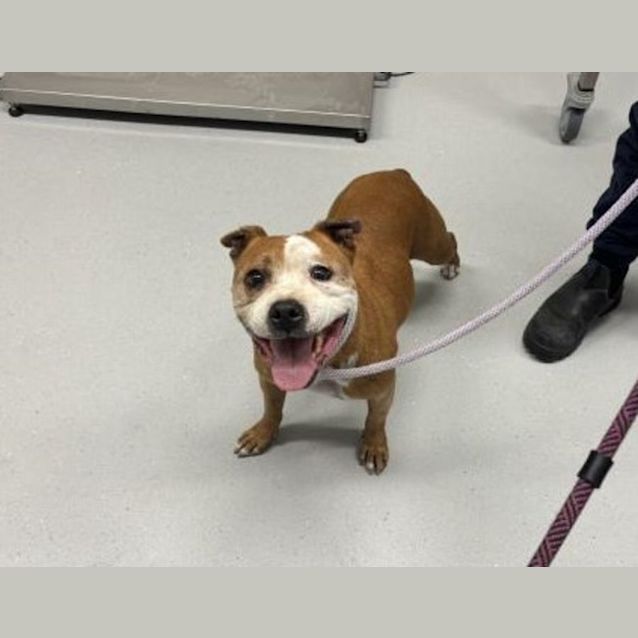 Photo of Penny Imp 457