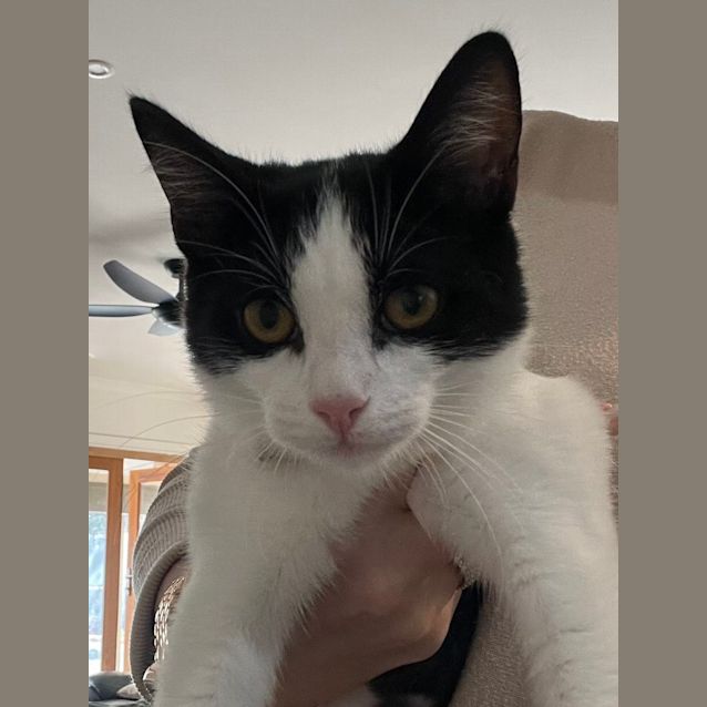 Photo of Jupiter Meet Me @Petstock Hastings