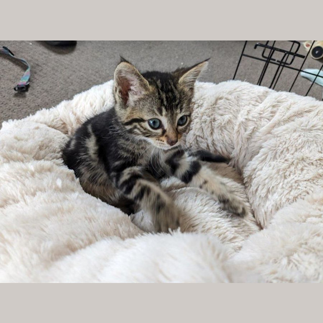 Photo of Cheeta Babbington