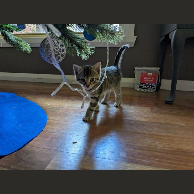 Photo of Cheeta Babbington