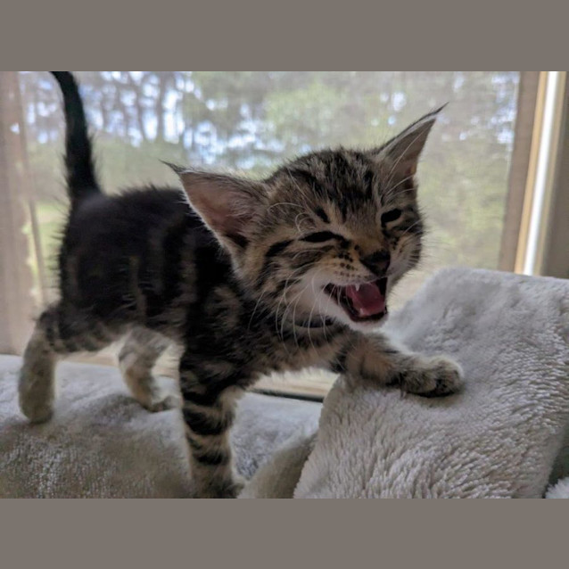 Photo of Cheeta Babbington