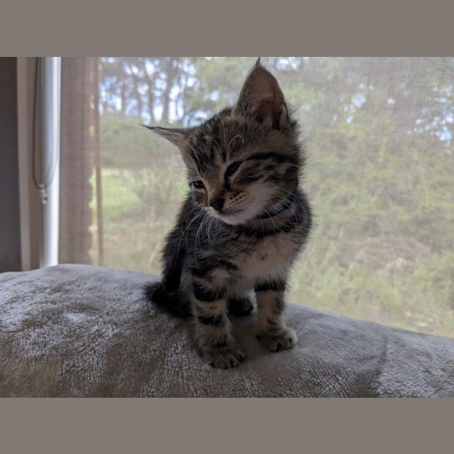 Photo of Cheeta Babbington