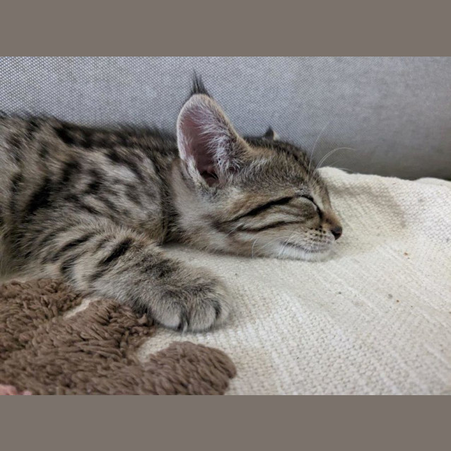 Photo of Leopard Babbington