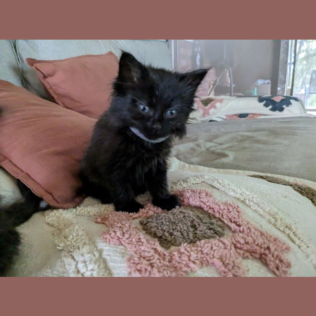 Photo of Pantha Babbington