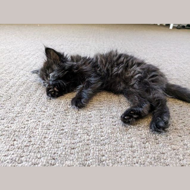 Photo of Pantha Babbington