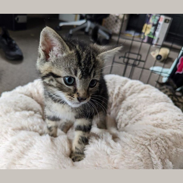 Photo of Tygresse Babbington