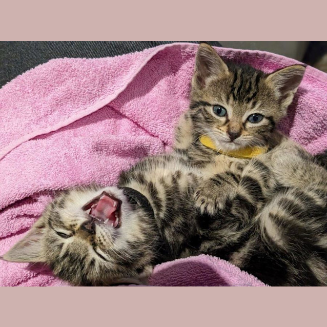 Photo of Tygresse Babbington