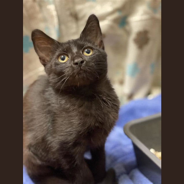 Photo of Luna Pearl