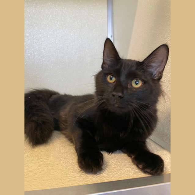 Photo of 🍬 Licorice 5054 🍬