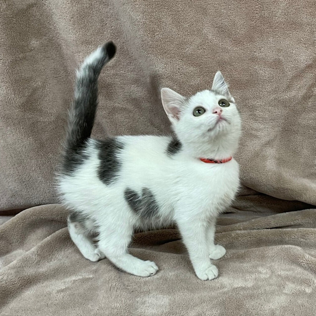 Photo of Zha Zha Gapurr