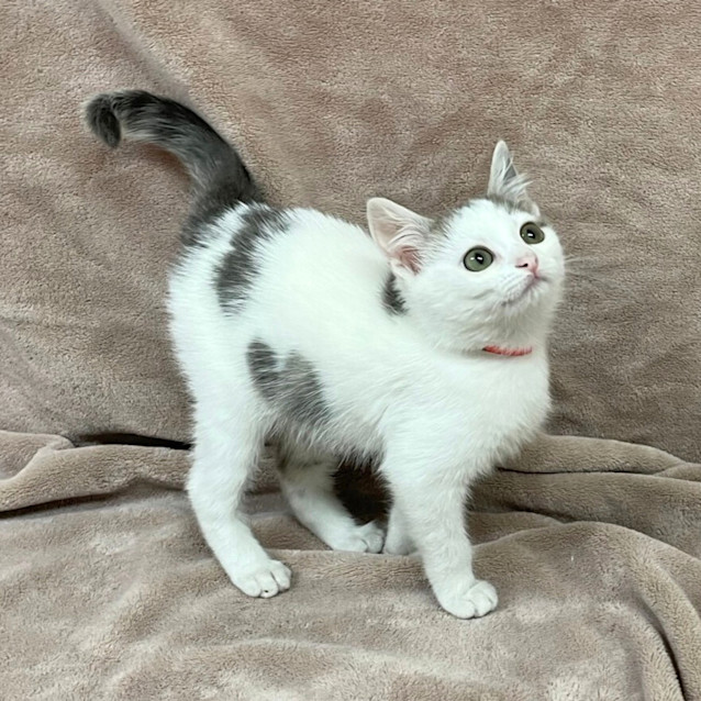 Photo of Zha Zha Gapurr