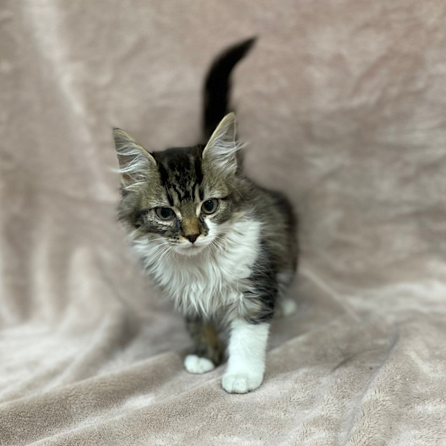 Photo of Tika Meowsala