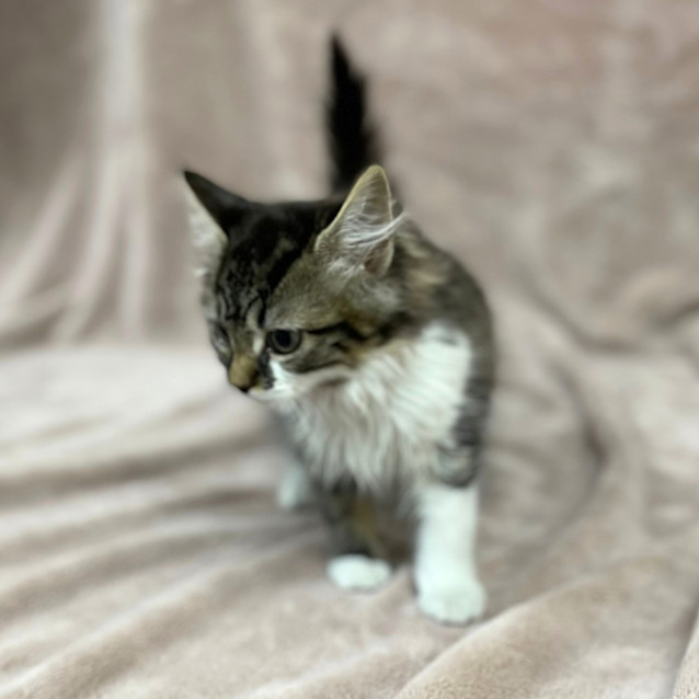 Photo of Tika Meowsala