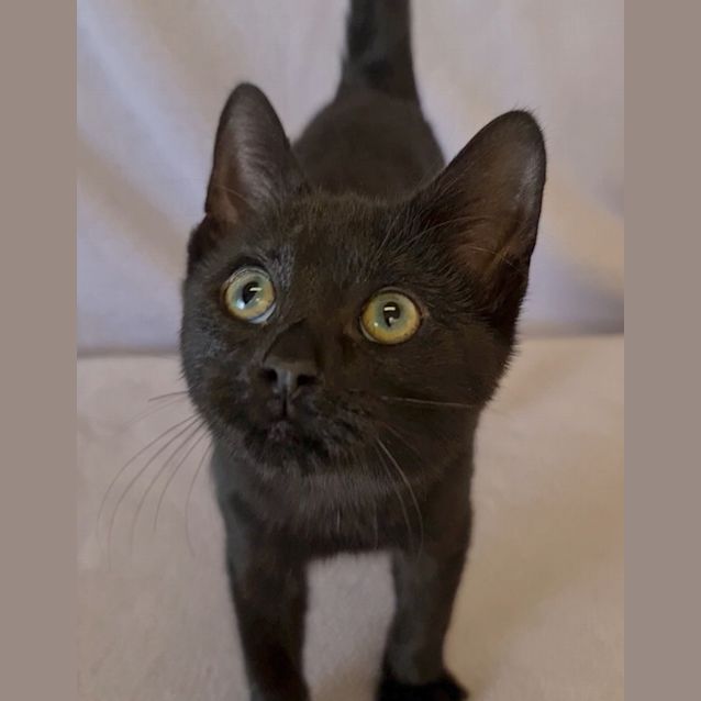Photo of Salem