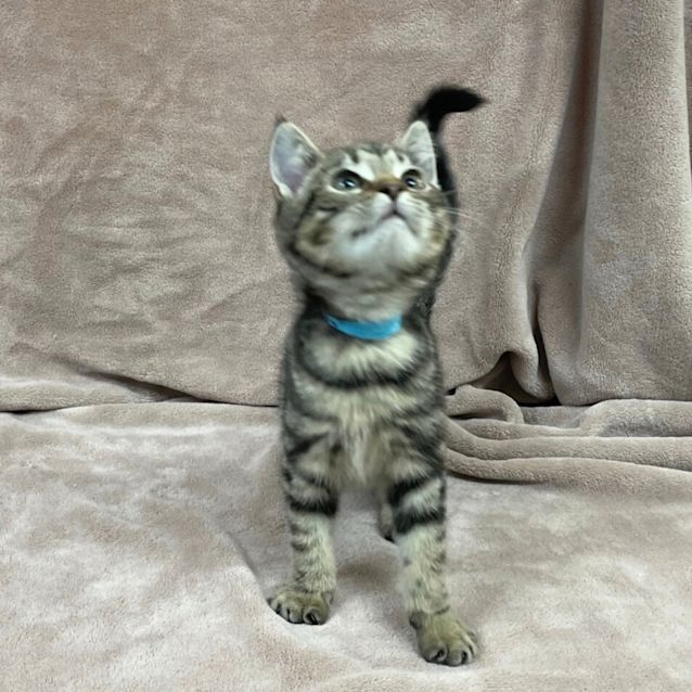 Photo of Edward Scissor Paws