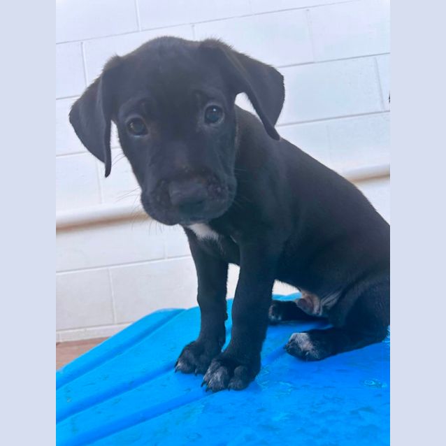 Photo of Barney