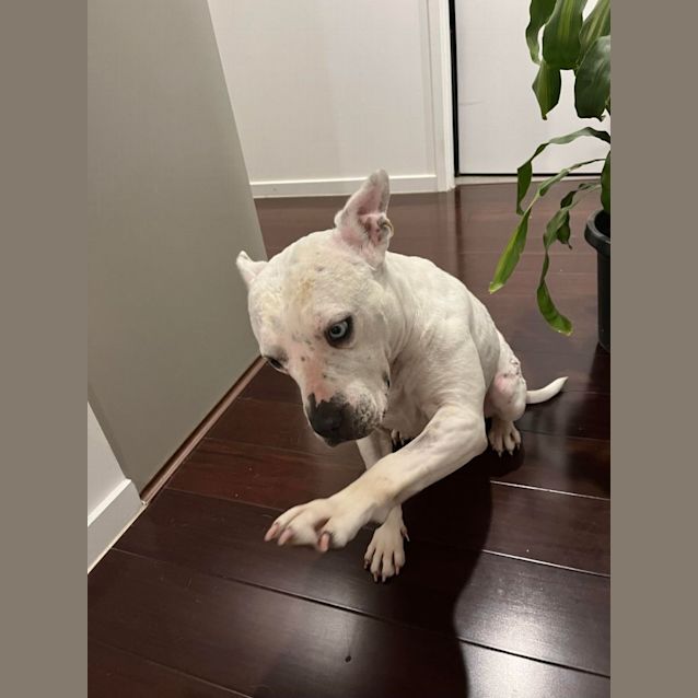 Photo of Nala Tiny Girl Loves Cats